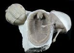 Rare Leningradites + Two Asaphus Kowalewskii Trilobites #58733-3